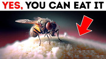 What Flies Really Do When They Land on Food