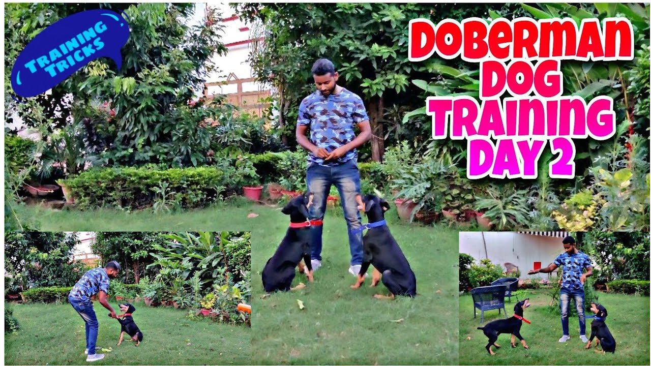 Doberman Dog Training Series Episode 2 Dog Training In Hindi Youtube