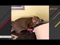 Terrified cat turns into lovebug for new friend
