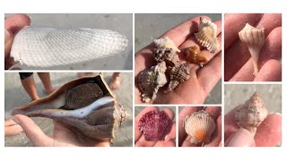 Shelling on Fort Myers Beach - the shells came to us! Apple Murex, Olives, Tons of Angel Wings!