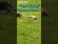 Prepper Training #christianpreppers #christianhomestead #christiancouple #preppertraining #cutecats