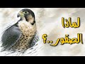 لماذا الصقور أغلى من باقي الجوارح ماهو السر 