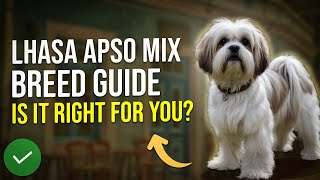Lhasa Apso Mix Breed Guide Is It Right for You 🐶 by PawsPalace 8 views 2 weeks ago 2 minutes, 39 seconds