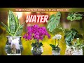 18 Best Plants to Grow in Glass Bowls of Water