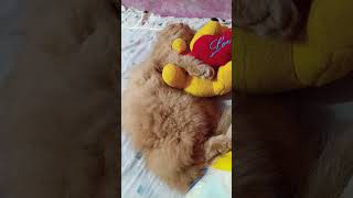 funny cats #159 #cats #cute #pets #meow #instacat #catlover #kittensofinstagram #animaloveras