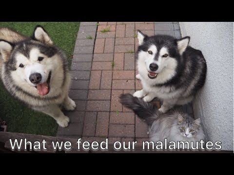 what-we-feed-our-alaskan-malamutes-¦-diet-¦-applaws-pet-food