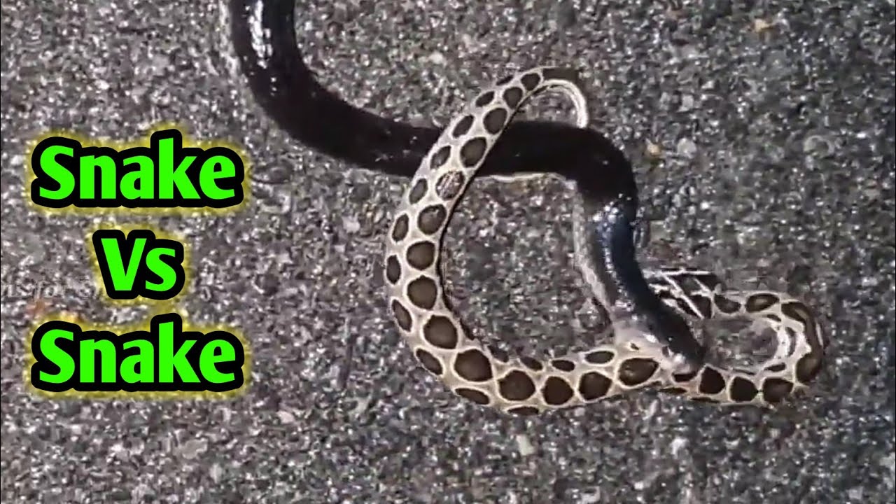 camera iphone 8 plus apk ଚୀତି ଗିଳୁଛି ଚନ୍ଦନବୋଡ଼ା କୁ |Krait vs Russell's Viper | Snake Lover MPB Solutions |Dhenkanal Snake