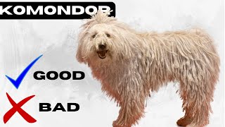 Komondor Top 10 Facts | Pros and Cons You Must Know