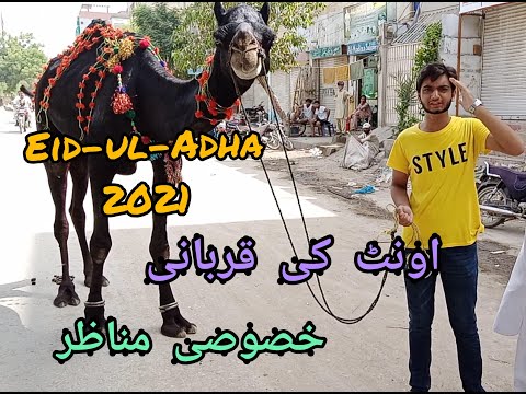 Eid-ul-Adha | اونٹ کی قربانی | Camel Qurbani خصوصی مناظر| 2021 |