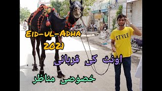 Eid-ul-Adha | اونٹ کی قربانی | Camel Qurbani خصوصی مناظر| 2021 |
