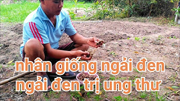 Đời cỏ và Gió _ nhân giống ngải đen _ giống mới
