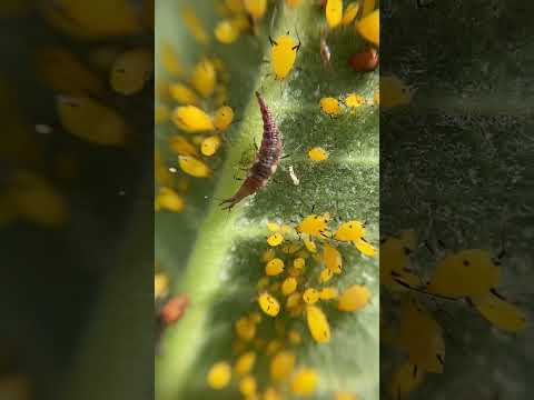 Lacewing Larva Snacks On Aphids 
