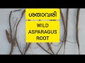 𝗪𝗜𝗟𝗗 𝗔𝗦𝗣𝗔𝗥𝗔𝗚𝗨𝗦 𝗥𝗢𝗢𝗧, ശതാവരി #plants #vines #medicine #ayurveda #garden
