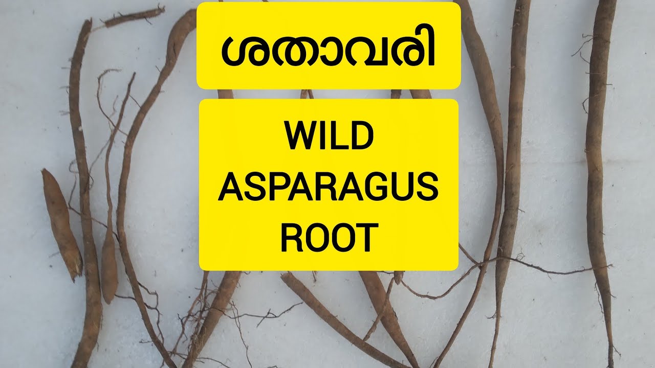 WILD ASPARAGUS ROOT, ശതാവരി #plants #vines #medicine #ayurveda #garden 