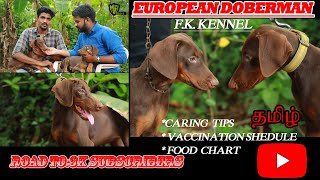 Dog for sales | European doberman  puppy caring tips| puppy sales | All pupies delivery available