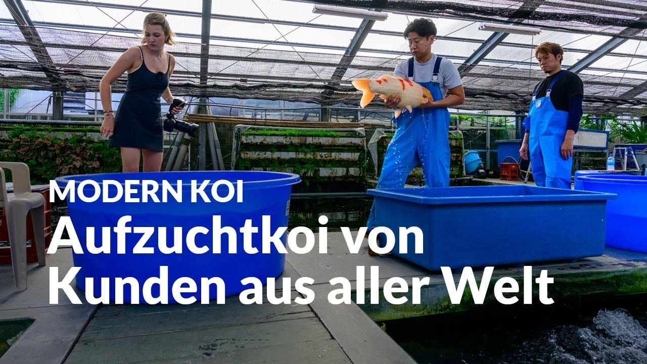 Fotosession von Aufzuchtkoi im Glashaus R2 | Modern Koi Blog #7701