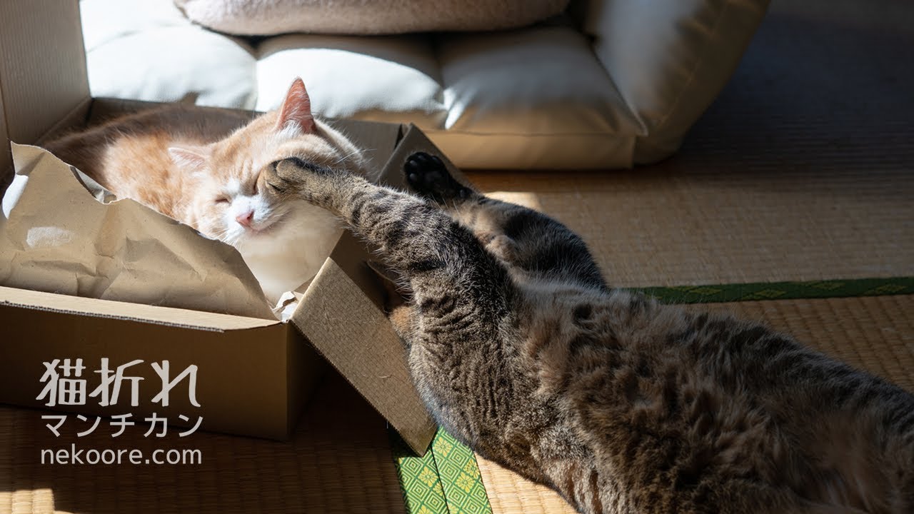 munchkin cat breeders near me 寝ても喧嘩のマンチカン、菊之助&力丸 -Cats, Quarrel among dreams