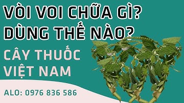 Cỏ Vòi Voi Chữa Được Bệnh Gì Và Dùng Như Thế Nào? 0976 836 586