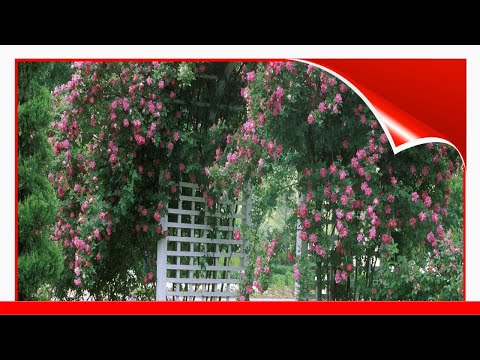 Garden Design Ideas With Climbing Roses 🧧