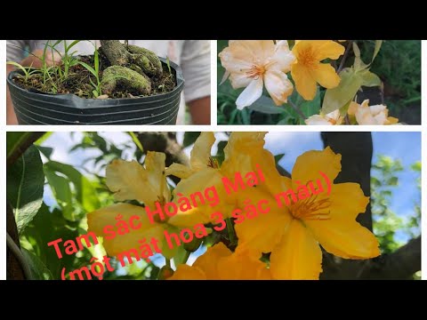 Video Giới thiệu,giao lưu mai vàng Giống Mới TAM SẮC HOÀNG... - youtube