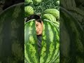 the watermelon fruit with the Philippine king of action star Coco Martin #shorts