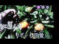 長崎のザボン売り(小畑実)::唄 新橋ぼんくら