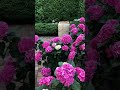 موسيقى معه الورد ونتعش 