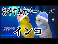 おやすみカバーは魔法のカバー♪反応してケージに入るそらなな／When I look at the good night cover, the parakeet enters the cage.