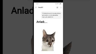 Reis Anladı Reis Şüpelendi. Şfet