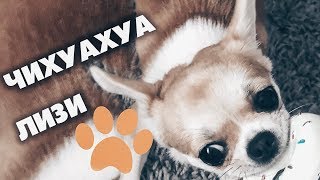 СМЕШНАЯ ЧИХУАХУА ЛИЗИ🐶ЧЕМ КОРМИТЬ СОБАКУ? PLATINUM