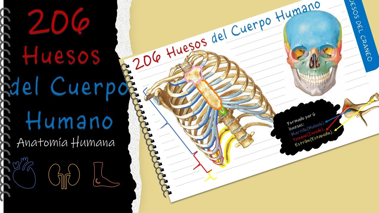 206 huesos del cuerpo humano - YouTube