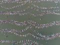 동시최다수영인원 ,기네스 신기록 세우다 Nearly 2,000 set Guinness floating record in Argentina