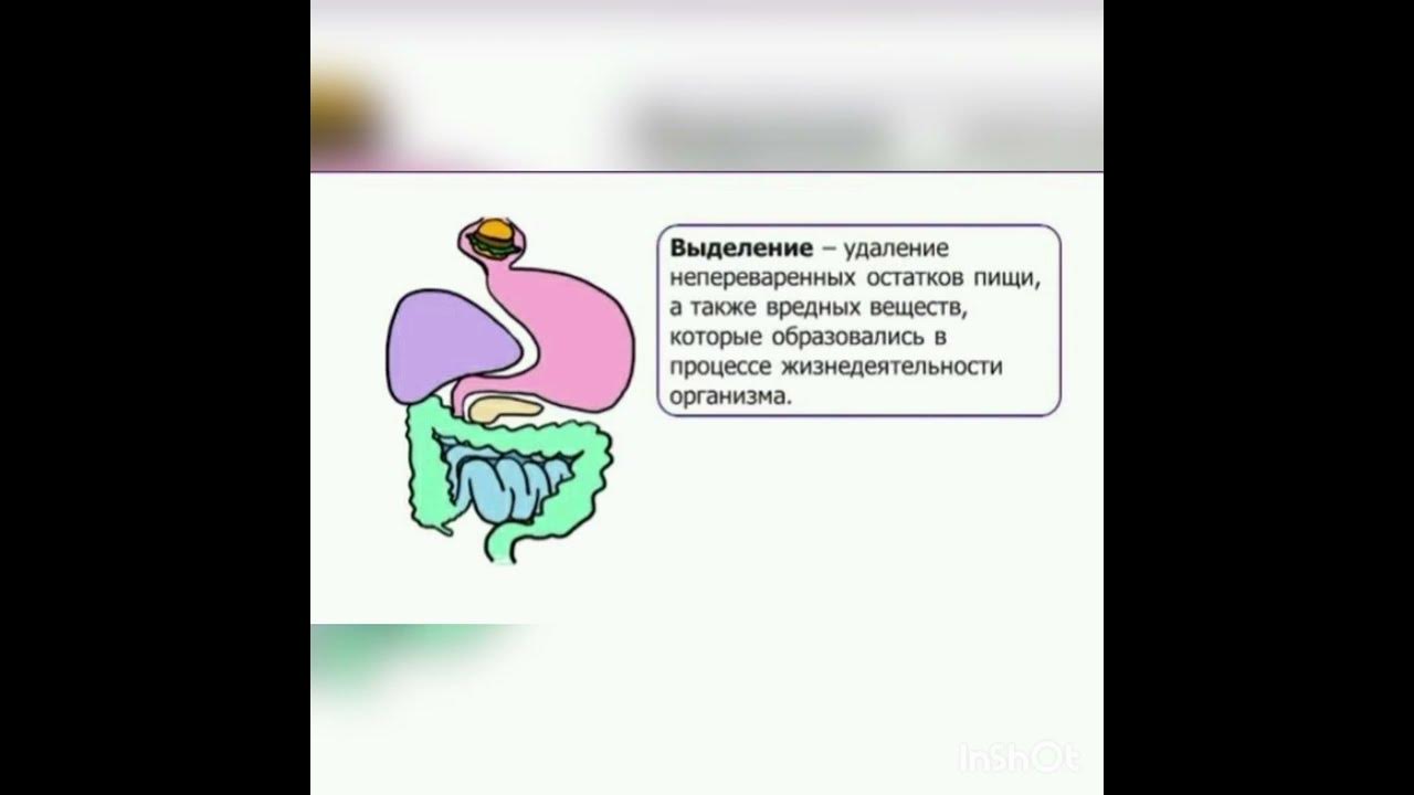 Выделение у животных тест с ответами. Выделение (биология). значение выделения для живых организмов. выделение у животных. продукты выделения растений и животных.