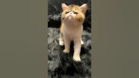 Video 499951: tabby persian