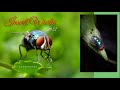 Insect world  macro phonegraphy  cinematic