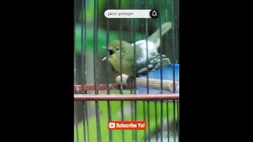 Suara cipoh betina birahi memanggil jantan untuk pancingan bunyi