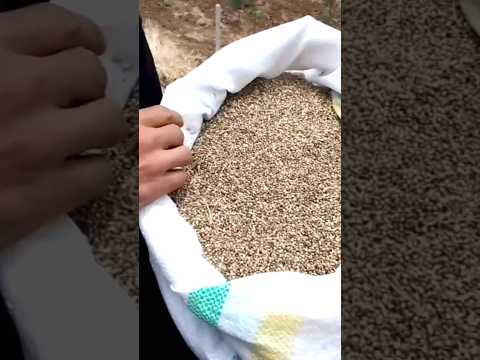 زراعة القنب الهندي