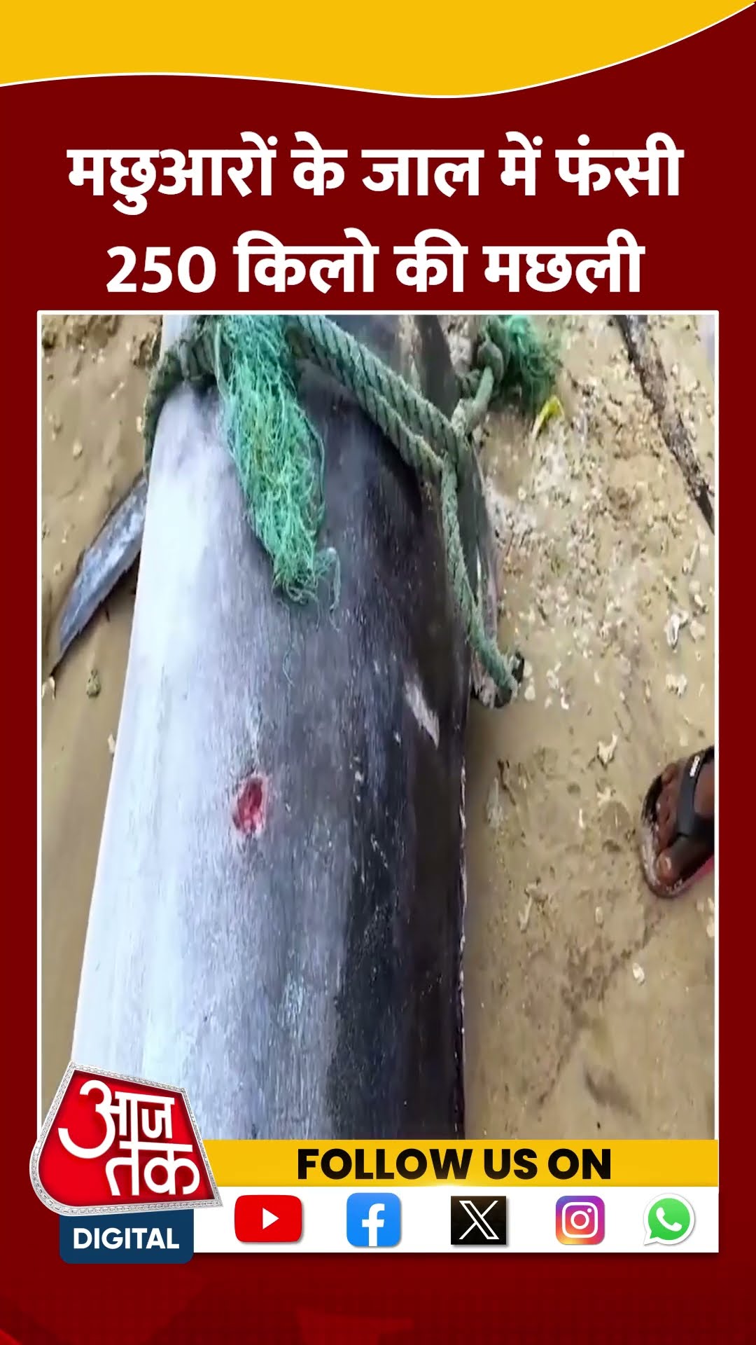 Tamil Nadu के Pamban में मछुआरों के जाल में फंसी 250 KG की मछली | #shorts #viralshorts #bigfish