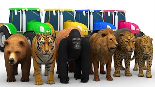 Long Slide Game With Bear, Tiger, Gorilla, Lion, Leopard – 3D Animal Game | ANIMAL POP 3D screenshot 3