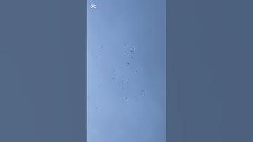 أَلَمْ يَرَوْاْ إلى الطَّيْرِ مُسَخَّرَاتٍ فِي جَوِّ السَّمَاء#سورة_النحل #الشيخ_ياسر_الدوسري
