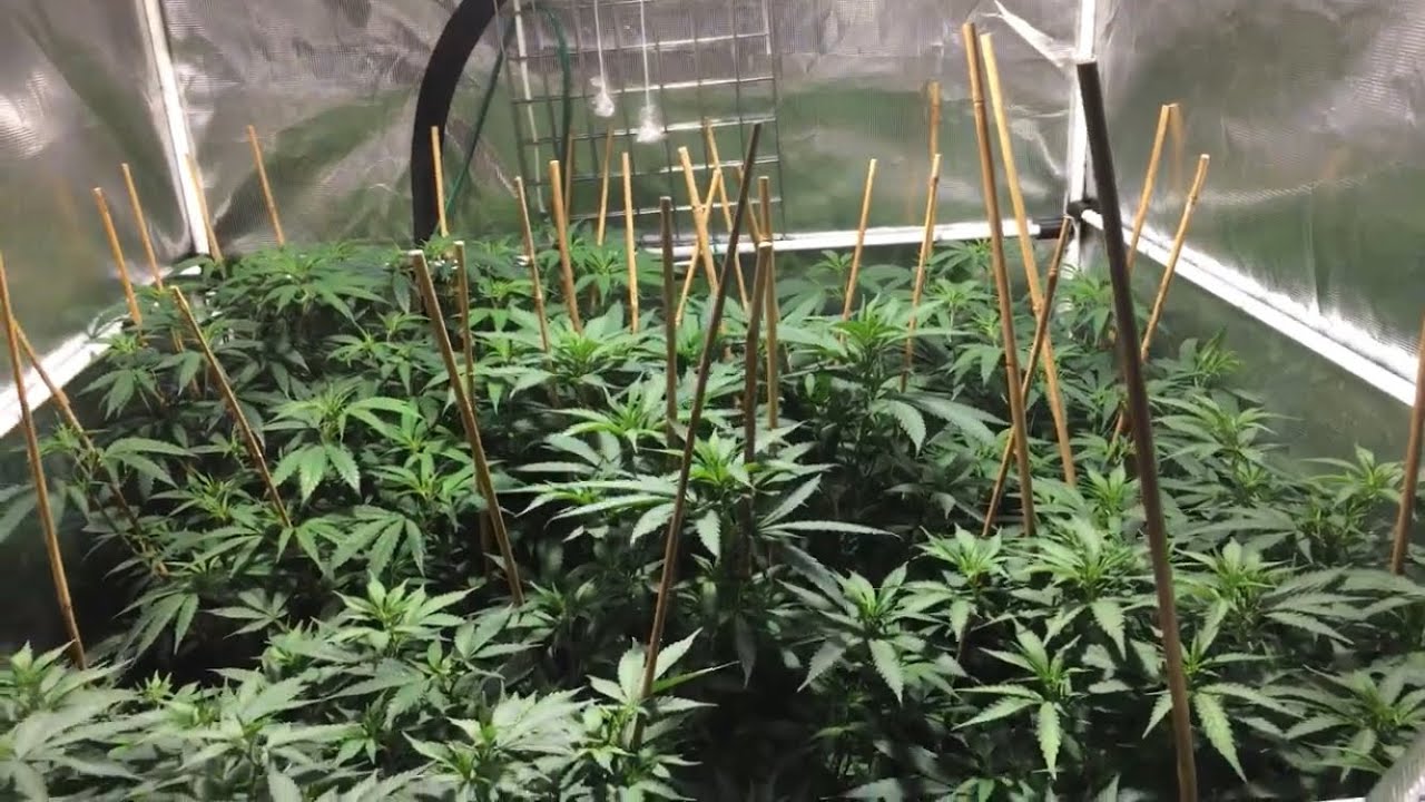 Growing Cannabis: Week 12 of Veg?