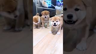 Japanese Shiba Inu Singapore by Pawfessional Pet Care 160 views 2 months ago 1 minute, 30 seconds