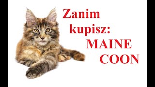 Zanim kupisz  MAINE COON