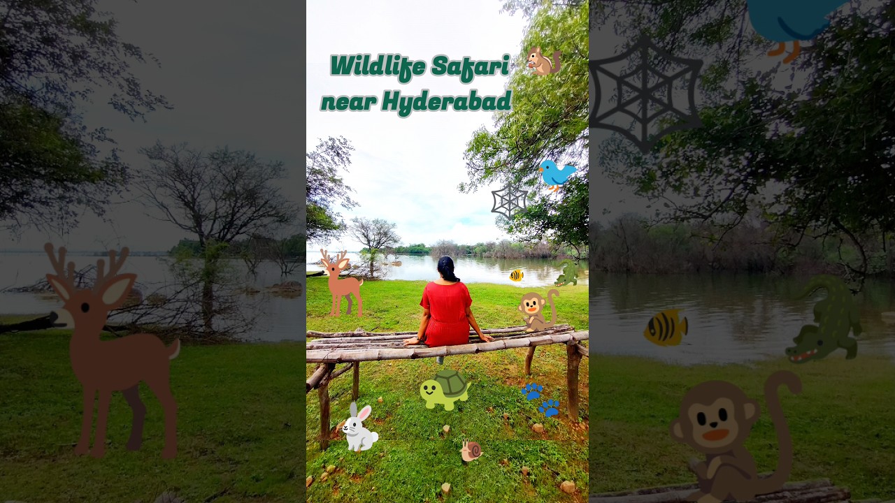 Wildlife Safari near Hyderabad| Family Weekend Trip| Pocharam Wildlife Sanctuary 