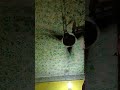#Funny #Like #ShortVideo#