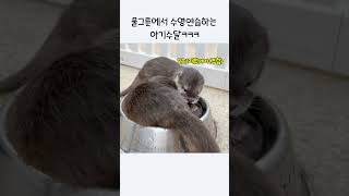 물그릇에서 수영연습하는 아기수달 #babyotter