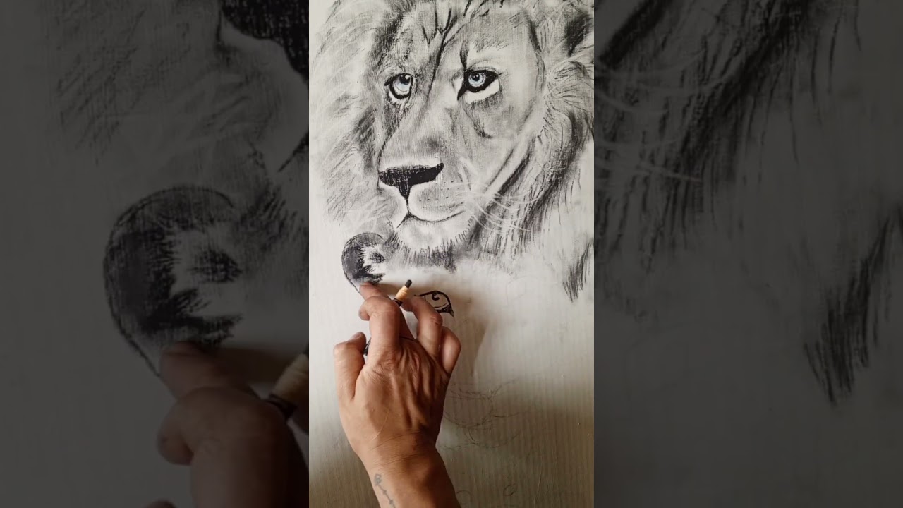 Como dibujar un león 