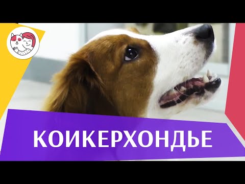 Коикерхондье на ilikepet. Особенности породы, уход