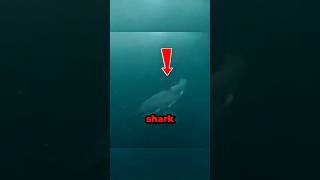 Man Fights Off Great White Shark in Sydney Harbour 😳🦈