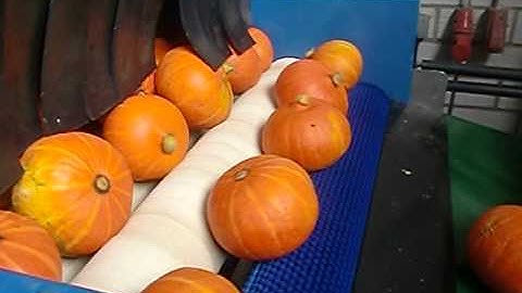 Burg Machinery - Pumpkin sorting line